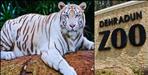 White Tiger Tejas Arrives in Dehradun Zoo