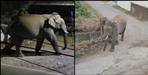 Dehradun Rajpur Road Shiv Mandir Elephant Video