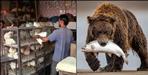 Bear In Mutton Chicken Shop in Pauri Garhwal