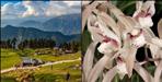Rare orchid Cymbidium lancifolium flower found in Chopta Valley