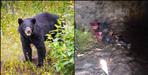 chamoli Bandwar village bear attack