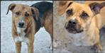 Neeraj Chauhan shoots street dog in Haridwar