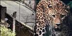 Forest Department Issued Order To Kill The Leopard