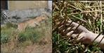 Guldar attacks 5 year old girl in uttarkashi ludarka village