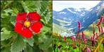 Valley of Flowers Opens June 1 Amid Early Bloom in Uttarakhand