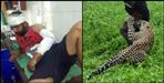 Leopard attacked the villagers in uttarkashi