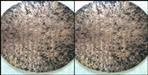 319 year old copperplate found in Bangalore