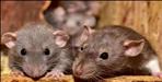 rats gnawed dead body of Village Development Officer in Pauri Garhwal