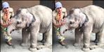 Forest Officer Emotional Farewell to Baby Elephant Malini