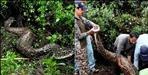15-Foot Python Rescued After Swallowing Dog in Nainital