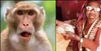 Monkey snatches purse of elderly woman in Uttarakhand