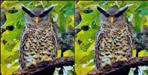 Special owl found in uttarakhand
