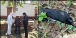 Bird flu knock in Haridwar