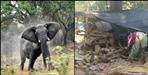 Elephant demolishes shop on Ramnagar Highway