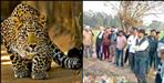 Leopard attacked Sumitra Devi in ​​Nanakmatta