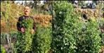 almora gopal dutt coriander crop limca book of record
