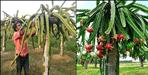 Haldwani Krishna Singh Latwal Dragon Fruit Farming