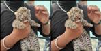 Leopard cub found in Udham Singh Nagar