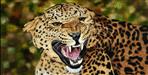 5 leopard within 10 km radius in Nainital