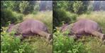Elephant death in Lansdowne Forest Division