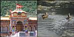 Black duck pair made center of attraction in Badrinath Dham