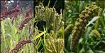 Mountain grains to keep the body healthy in winter