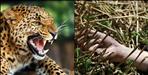 Pithoragarh leopard attack on women