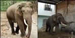 Elephants ruined crops in Dehradun Doiwala