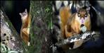 Flying squirrel seen in Lansdowne