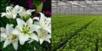 Cultivation of lilium flowers in Chamoli district