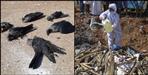 Dead birds found in Srinagar Kotdwar Kirtinagar