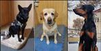 Three sniffer dogs returned to India from Afghanistan