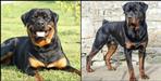 Puri garhwal premnagar bichli rai rotaville dog
