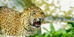 Guldar is roaming fearlessly in this colony of Rudraprayag