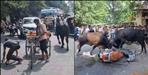 bull fight on highway in haldwani