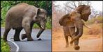 Elephant group attack on laborers in nainital