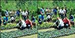 Youth adopted forest in Almora