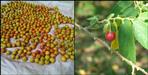 Badri berry herb demands increased