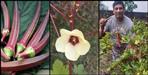Farmers grow red lady finger in the field in Uttarakhand