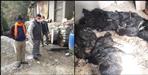 200 chickens killed at poultry farm in Kirtinagar