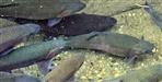 Uttarakhand Exports Trout Fish to Nepal for the First Time