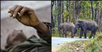 Elephant killed an elderly person in Pauri Garhwal