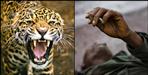 Ex army man killed in leopard attack