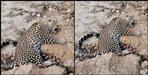 Stray dogs attack Leopard in Rudraprayag Ukhimath