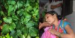 Children ate poisonous leaves in Haridwar forest 4 died