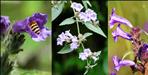 Kandali Flower Bloomed in Kumaon