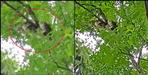 Python seen in government school in Rishikesh