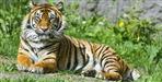 The tigress disappeared from Rajaji National Park