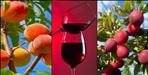 New Metro liquor made from peach and plum in Uttarakhand