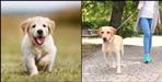 dehradun pet dog registration all details